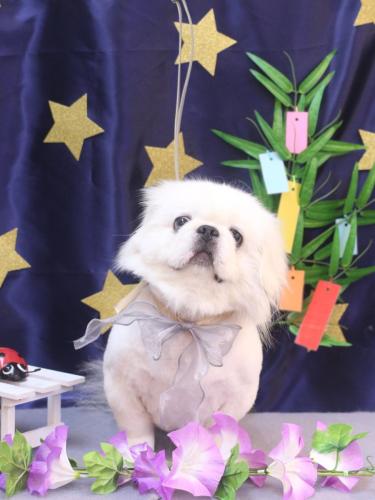 20230708モコくん